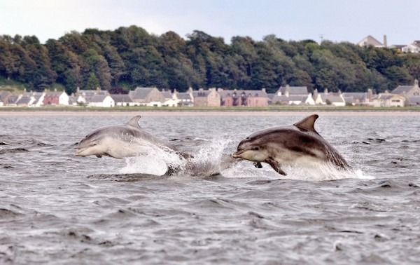 Dolphins of the Firth of Forth by Alessandro Oggioni