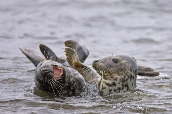 "Grey seals" by Tom McDonnell