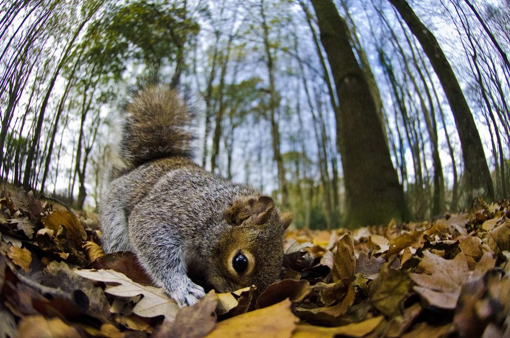 Winners and Finalists of the Contest â€œMammal Photographer of the Year 2013â€