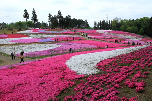 Shibazakura (Moss Pink) Hill