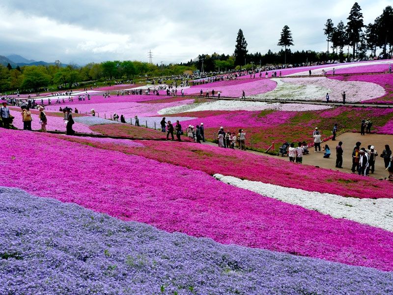 Floral Beauty of Hitsujiyama Park