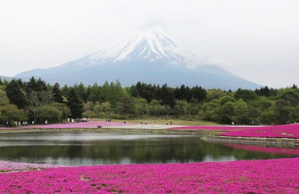 Hitsujiyama Park in Japan Is covered with the Moss pink Shibazakura