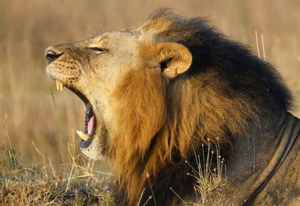 Lion yawns at the Nairobi National Park