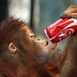 Orangutan drinks water from a tin can