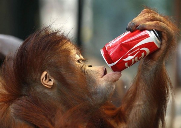 Orangutan drinks water from a tin can