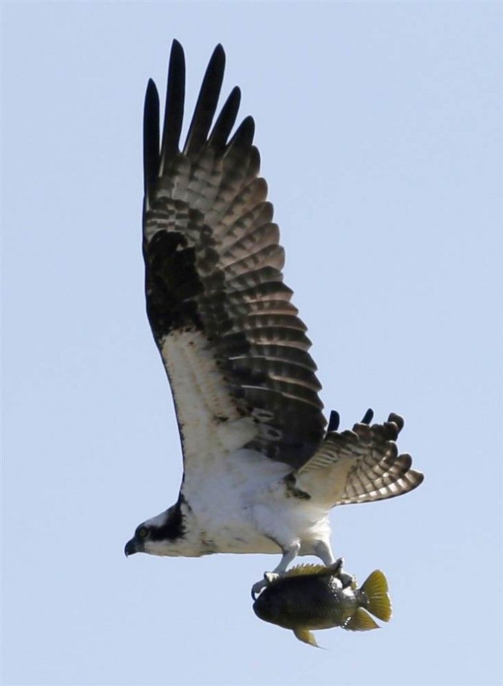 Osprey takes to catch fish in Dorale