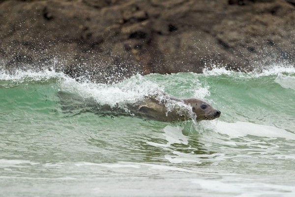 Surfer Photo by Tim Hunt