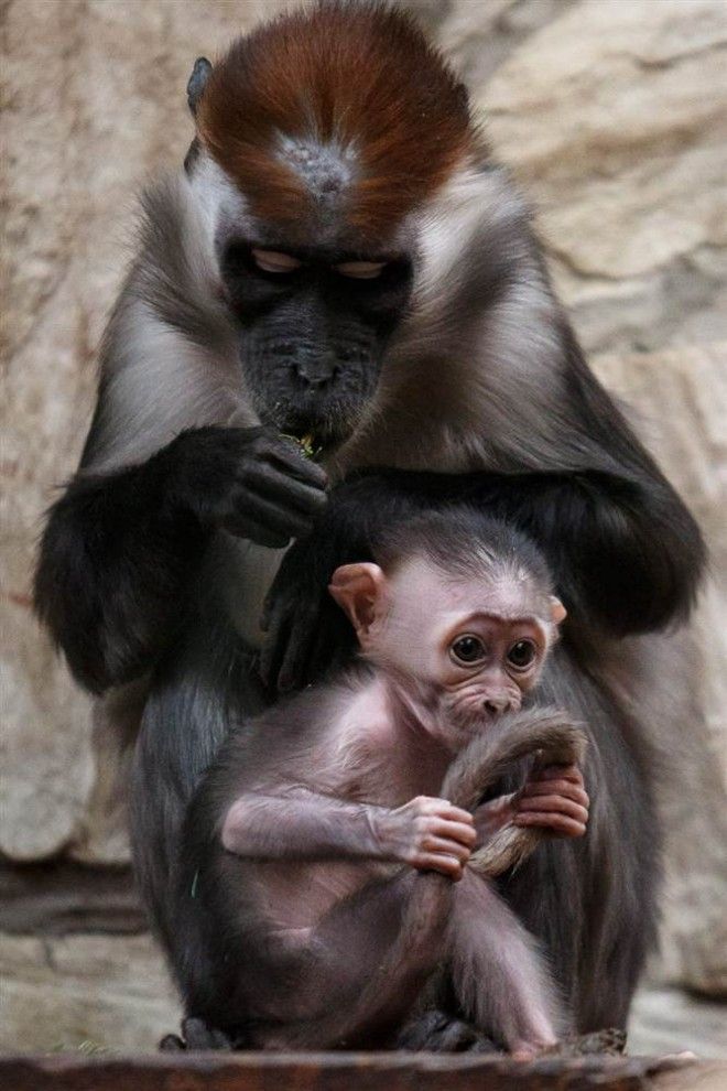 White-collar Cub mangabey playing near her mother