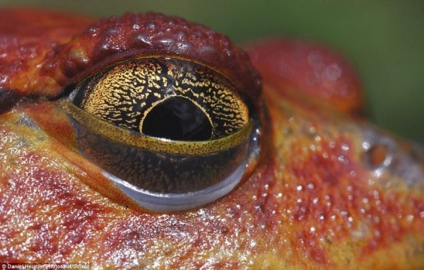 Piercing eyes red frogs inhabiting Madagascar lakes