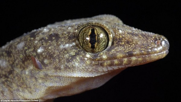 Philippine gecko diligently poses in front of the camera lens