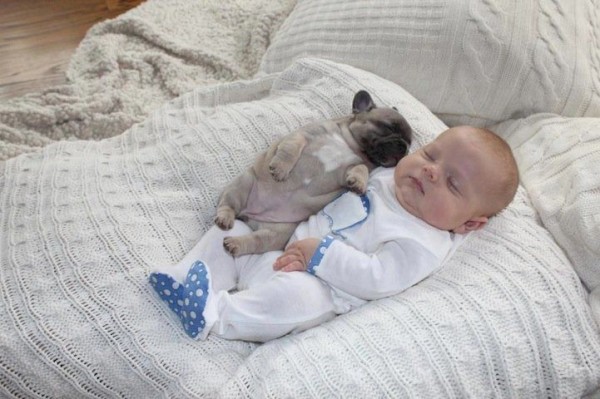 Adorable Baby Cuddles Up with French Bulldog Puppies