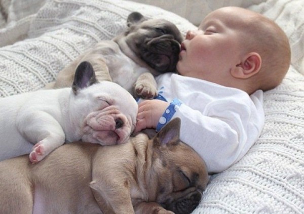 Baby Cuddles Up with Bulldog Puppies