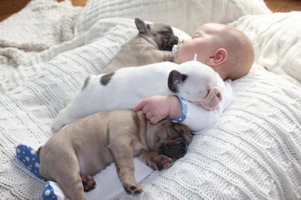 Baby and Bulldog Puppies