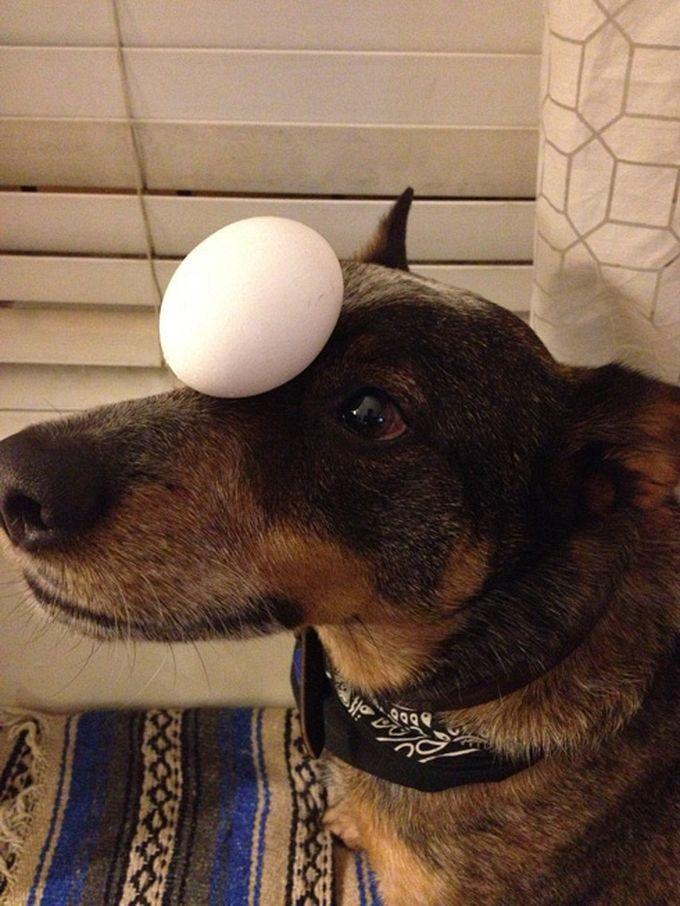 Egg on the Head of Jack Dog