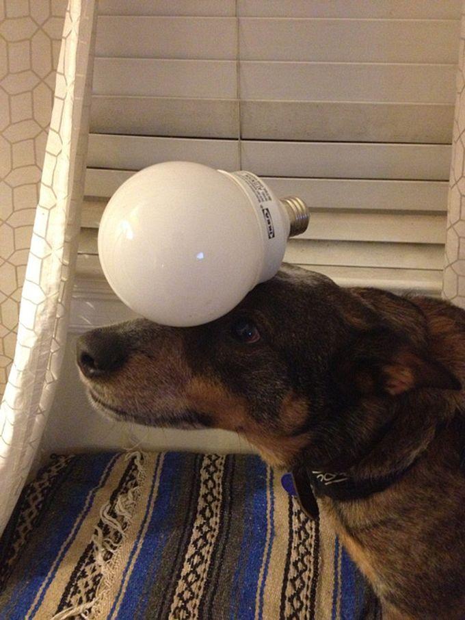 Energy Saver on the Head of Jack Dog