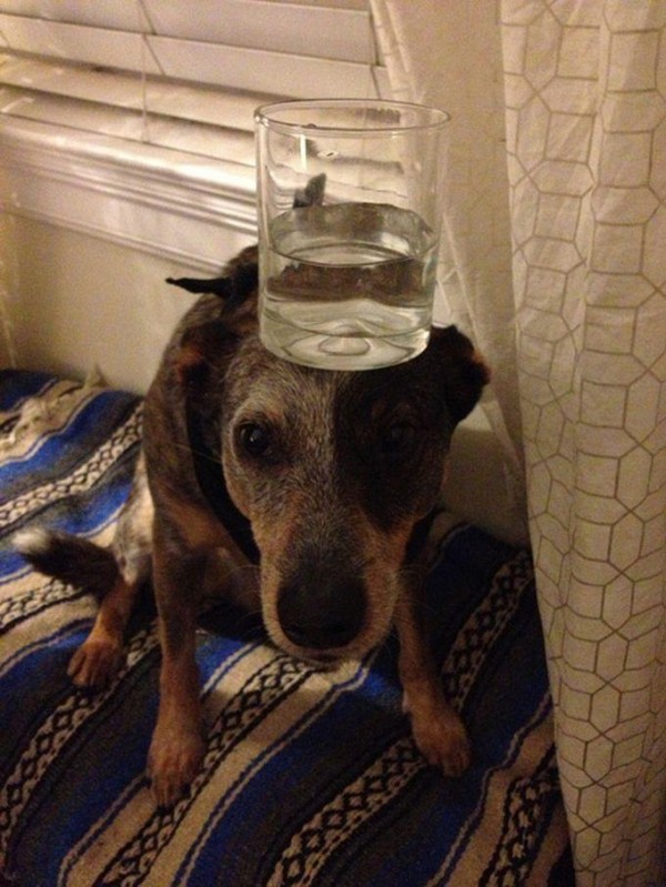 Glass of water on the Head of Jack Dog