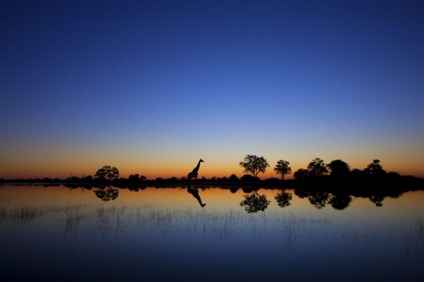 Spectacular Wildlife Silhouettes by Mario Moreno