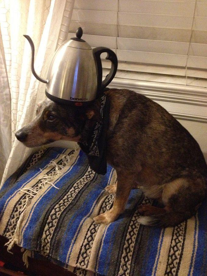 Tea Cattle on the head of Dog