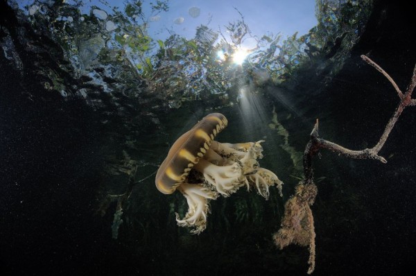 Underwater Photography 