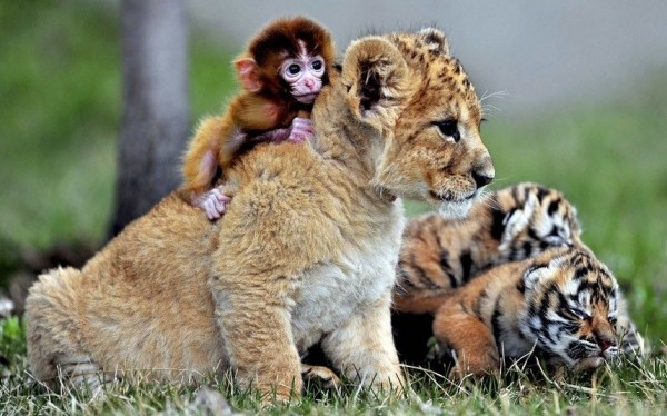 Baby monkey, lion and tiger cubs play in the Park Manchurian tigers Guaipo in Shenyang
