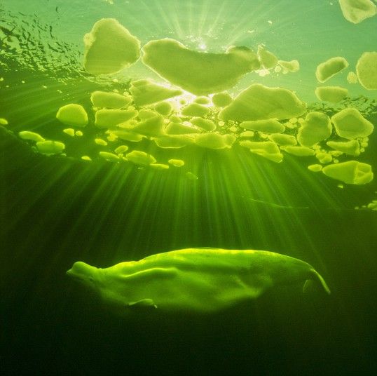 Beluga Whale Basks In Sunlight Under Water In Russia