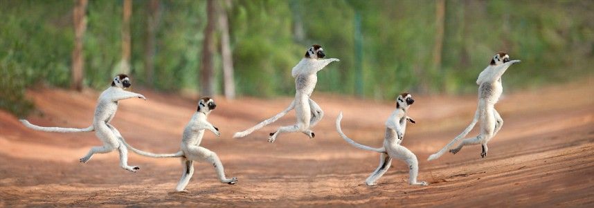 Jumping Lemurs In Madagascar