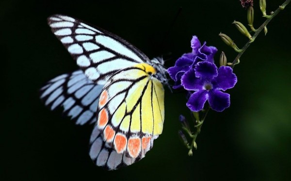 Jezebel Butterfly 