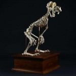 Cartoon Skeletons