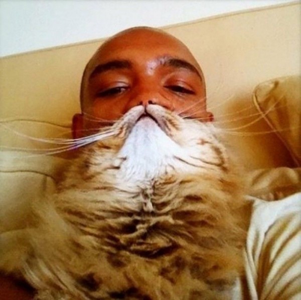 Cat Beards, A New Meme On The Internet 
