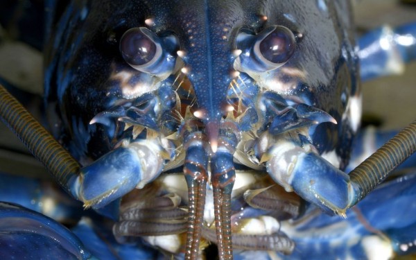 European lobster poses for the camera