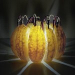 Back to Light Project – Caleb Charland Turns Fruit into Light
