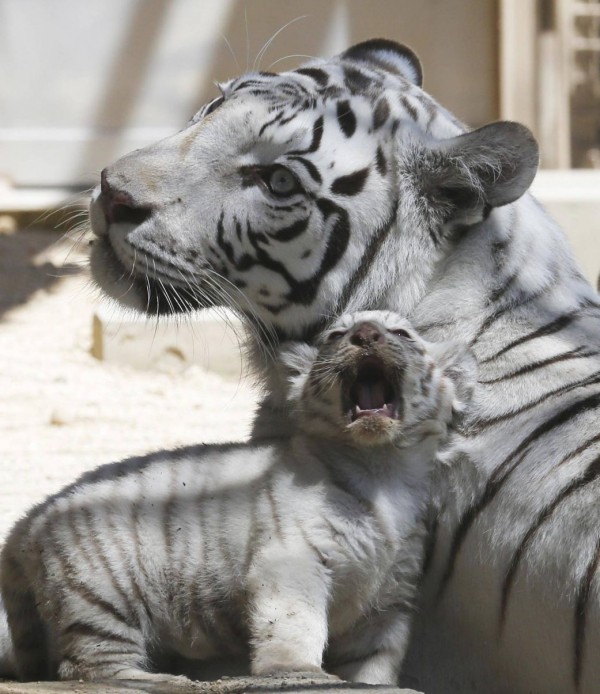 Seven year old white tigress