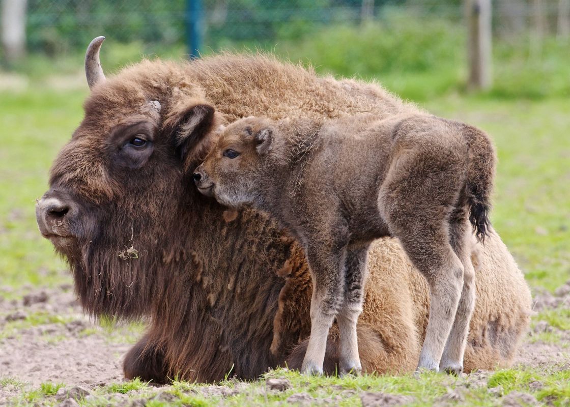 Small bison and his mother Donna