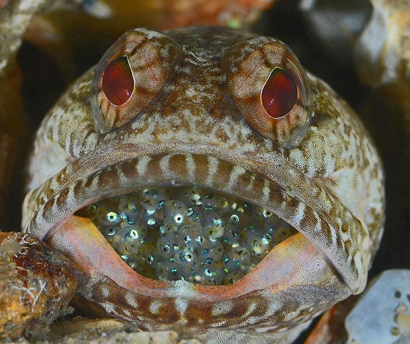 10. A male Dusky Jawfish with his clutch of eggs by Judy Townsend