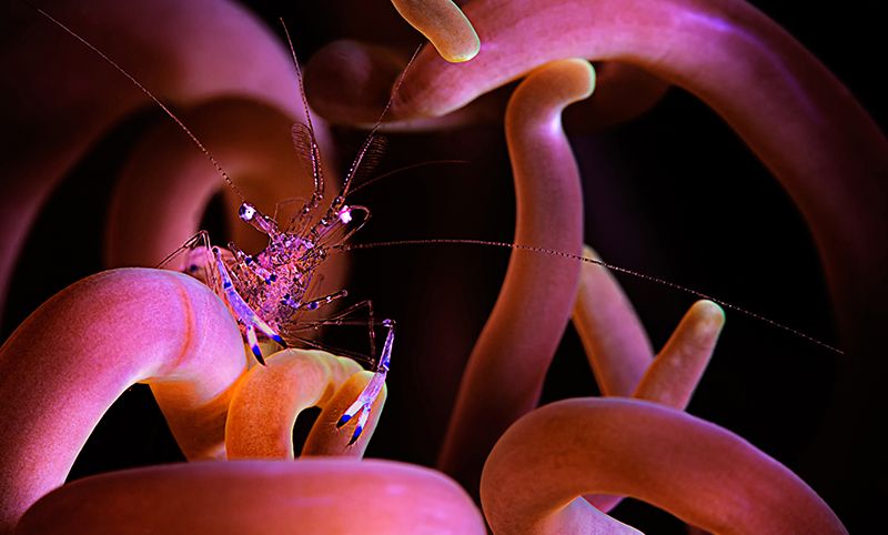 2. An anemone shrimp in Puerto Galera, Philippines by Beth Watson, Missouri