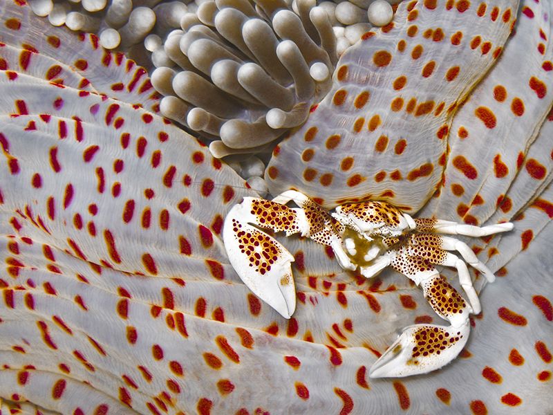 4. A porcelain crab by Frederica Bambi