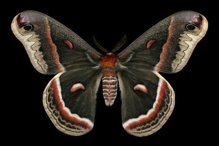 A Showcase of Exotic Moths in Photos of Jim des Rivieres