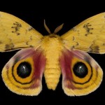Exotic Moths by Jim des Rivieres