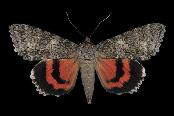 Beautifully Exotic Looking Species of Moths from Ottawa