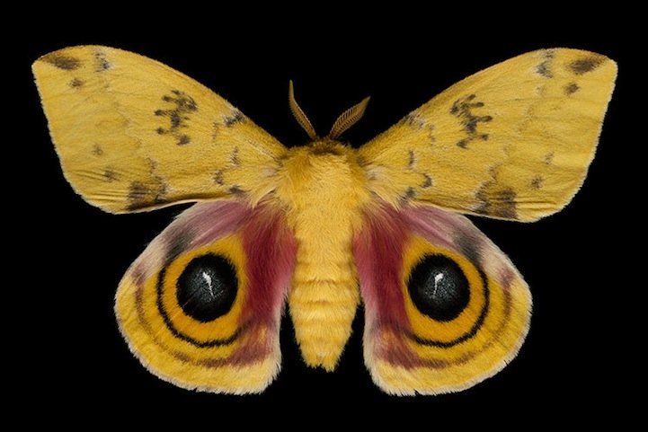 A Showcase of Exotic Moths in Photos of Jim des Rivieres