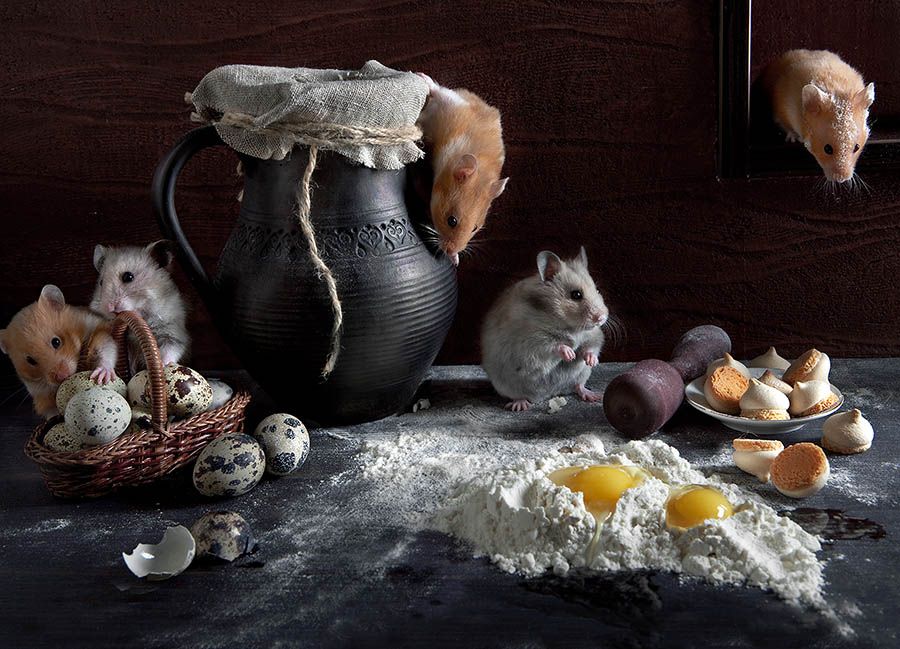 Still Life with Hamsters by Elena Eremina