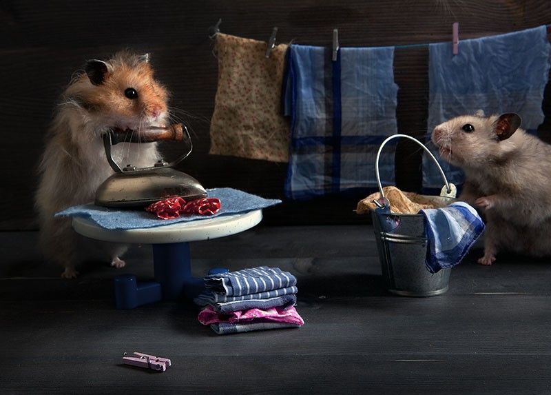 Hamsters by Elena Eremina