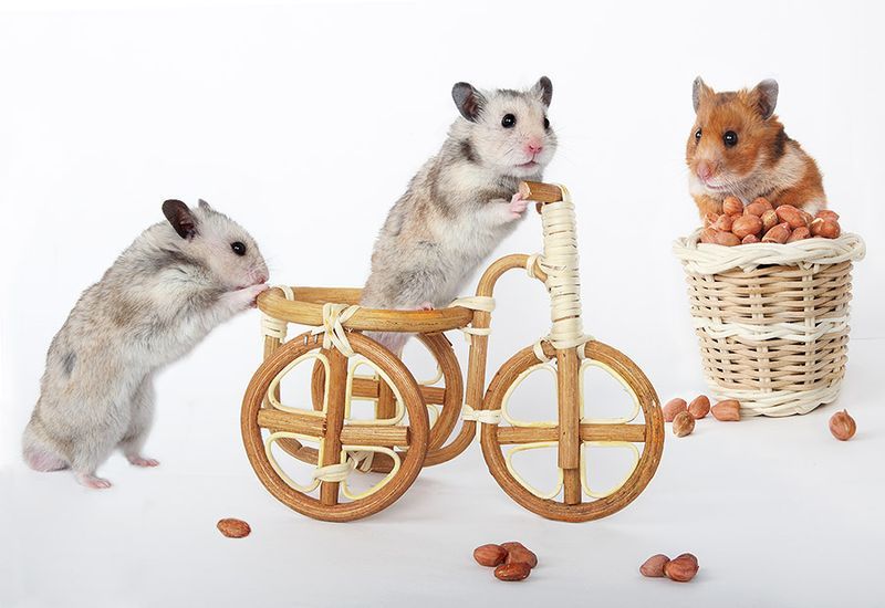 Still Life with Hamsters