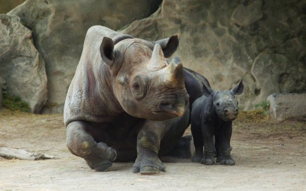 Rare black rhino calf with its mother