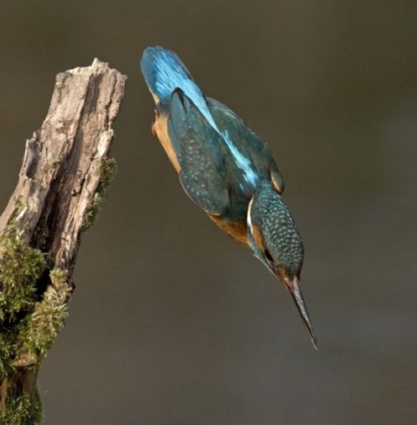 photo kingfisher