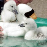 A pair of young swans hatched in an incubator