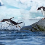 Astounding Penguins Photography