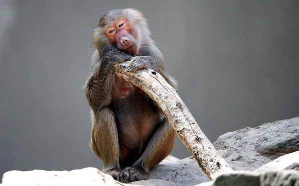 Tired baboon finds a shady spot in his enclosure at the Berlin zoo