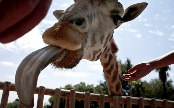 Giraffe sticks out his tongue from his enclosure at the Madrid Zoo