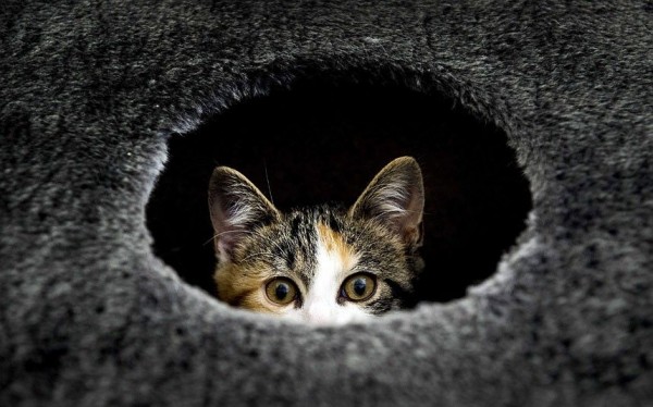 Cat peeking through a hole in the animal shelter in Utrecht
